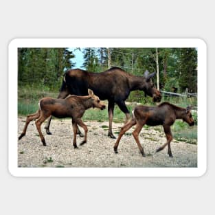 Mama Moose and Her Twins Sticker